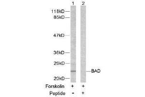Image no. 2 for anti-BCL2-Associated Agonist of Cell Death (BAD) (Ser155) antibody (ABIN197212) (BAD 抗体  (Ser155))