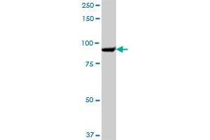 SEC63 MaxPab polyclonal antibody. (SEC63 抗体  (AA 1-760))