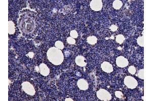 ABIN184728 (3µg/ml) staining of paraffin embedded Human Bone Marrow. (KLF1 抗体  (N-Term))