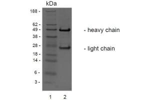 SDS-PAGE analysis of purified BCI-3E7 monoclonal antibody. (c-MET 抗体)