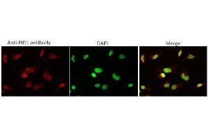 Immunofluorescence (IF) image for anti-EP300 Interacting Inhibitor of Differentiation 1 (EID1) (AA 1-19) antibody (ABIN3201017) (EID1 抗体  (AA 1-19))