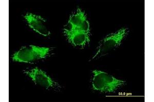 Immunofluorescence of purified MaxPab antibody to COX6B1 on HepG2 cell. (COX6B1 抗体  (AA 1-86))