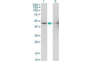Western Blotting (WB) image for anti-Tumor Suppressing Subtransferable Candidate 1 (TSSC1) (AA 288-387) antibody (ABIN563271)