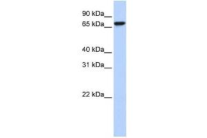 Western Blotting (WB) image for anti-KH-Type Splicing Regulatory Protein (KHSRP) antibody (ABIN2458502) (KHSRP 抗体)