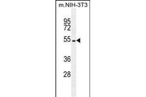 EIF2B4 Antibody (Center ) (ABIN655170 and ABIN2844788) western blot analysis in mouse NIH-3T3 cell line lysates (35 μg/lane). (EIF2B4 抗体  (AA 146-175))