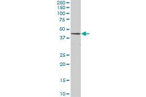 CTH MaxPab polyclonal antibody. (CTH 抗体  (AA 1-405))