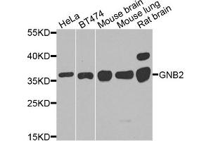 Western blot analysis of extracts of various cells, using GNB2 antibody. (GNB2 抗体)