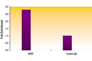 AIB1 antibody tested by ChIP analysis. (NCOA3 抗体)