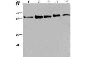 Western Blot analysis of MCF-7, 293T, A549, Hela and HepG2 cell using HNRNP L Polyclonal Antibody at dilution of 1:450 (HNRNPL 抗体)