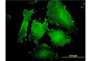 Immunofluorescence (IF) image for anti-Membrane Associated Guanylate Kinase, WW and PDZ Domain Containing 1 (MAGI1) (AA 761-859) antibody (ABIN563984)