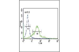 Sestrin-2 Antibody (Center) (ABIN652222 and ABIN2840929) flow cytometric analysis of 293 cells (right histogram) compared to a negative control cell (left histogram). (Sestrin 2 抗体  (AA 283-311))