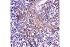 Anti- CD244 antibody, IHC(P) IHC(P): Human Tonsil Tissue (2B4 抗体  (C-Term))