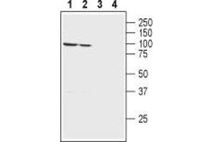 Western blot analysis of rat (lanes 1 and 3) and mouse (lanes 2 and 4) brain membranes:1,2.