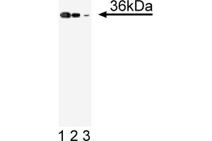 Western Blotting (WB) image for anti-Annexin A2 (ANXA2) (AA 123-328) antibody (ABIN967722) (Annexin A2 抗体  (AA 123-328))