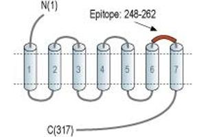 anti-Succinate Receptor 1 (SUCNR1) (3rd Extracellular Loop), (AA 248-262) antibody (PE)