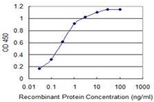 Detection limit for recombinant GST tagged CACNA1C is 0. (CACNA1C 抗体  (AA 2039-2138))