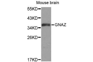 Western blot analysis of extracts of mouse brain, using GNAZ antibody (ABIN1872846). (GNaZ 抗体)