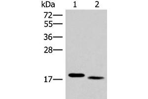 Western blot analysis of Mouse liver tissue and Human tonsil tissue lysates using IL36A Polyclonal Antibody at dilution of 1:300 (IL36A/IL1F6 抗体)