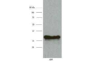 Western Blotting (WB) image for anti-Enhanced Blue Fluorescent Protein (eBFP) antibody (ABIN1107051) (eBFP/BFP 抗体)