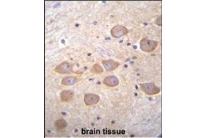 PCDH1 Antibody (N-term) (ABIN655958 and ABIN2845344) immunohistochemistry analysis in formalin fixed and paraffin embedded human brain tissue followed by peroxidase conjugation of the secondary antibody and DAB staining. (Protocadherin 1 抗体  (N-Term))