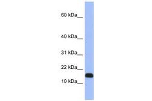RPL37A Antikörper  (C-Term)