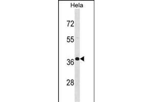 BPN1 Antibody (C-term) (ABIN1536983 and ABIN2848520) western blot analysis in Hela cell line lysates (35 μg/lane). (PABPN1 抗体  (C-Term))