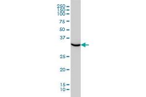 HTRA2 monoclonal antibody (M02), clone 4F10 Western Blot analysis of HTRA2 expression in HeLa . (HTRA2 抗体  (AA 359-458))