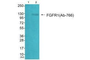 Western blot analysis of extracts from HepG2 cells (Lane 2), using FGFR1 (Ab-766) antiobdy. (FGFR1 抗体  (Tyr766))