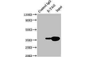 Immunoprecipitating E-Tag in 293F transfected whole cell lysate Lane 1: Mouse control IgG (1 μg) instead of ABIN7131634 in 293F transfected whole cell lysate. (E Tag 抗体)