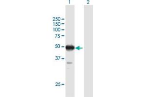 Western Blot analysis of ZSCAN4 expression in transfected 293T cell line by ZSCAN4 MaxPab polyclonal antibody.