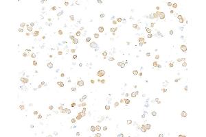 Immunocytochemistry (ICC) image for anti-Tubulin, beta (TUBB) (AA 1-50) antibody (ABIN7453995)