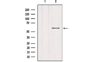 Western blot analysis of extracts from hybridoma cells, using RIPK3 Antibody.