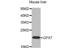 Western Blotting (WB) image for anti-Glutathione Peroxidase 7 (GPX7) antibody (ABIN1875741) (Glutathione Peroxidase 7 抗体)