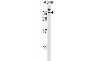Western Blotting (WB) image for anti-General Transcription Factor IIE, Polypeptide 2 (GTF2E2) antibody (ABIN2997737) (GTF2E2 抗体)