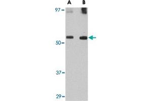 Western blot analysis of GDF6 in SK-N-SH lysate with GDF6 polyclonal antibody  at (A) 0. (GDF6 抗体  (C-Term))