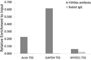 Chromatin immunoprecipitation analysis extracts of 293 cell line, using H3K9ac antibody (ABIN4903918) and rabbit IgG.