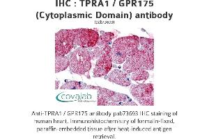 Image no. 1 for anti-Transmembrane Protein, Adipocyte Asscociated 1 (TPRA1) (2nd Cytoplasmic Domain) antibody (ABIN1740234) (GPR175 抗体  (2nd Cytoplasmic Domain))