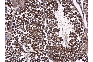 IHC-P Image p23 antibody [N1C3] detects p23 protein at cytoplasm in mouse testis by immunohistochemical analysis. (PTGES3 抗体)