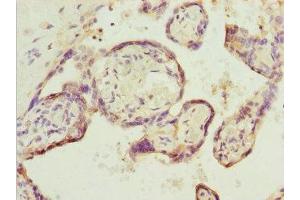 Immunohistochemistry of paraffin-embedded human placenta tissue using ABIN7151641 at dilution of 1:100 (SH3GL1 抗体  (AA 219-368))