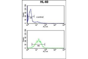 Flow cytometry analysis of HL-60 cells using DDX17 Antibody (N-term) Cat. (DDX17 抗体  (N-Term))