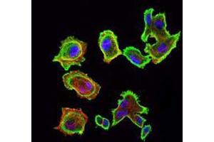 Immunofluorescence analysis of GC7901 cells using CDK5 mouse mAb (green). (CDK5 抗体)