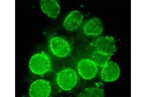 Immunofluorescent staining of rat neuron with NUP98 monoclonal antibody, clone 2H10 .