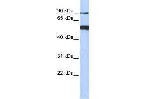 WB Suggested Anti-DDX50 Antibody Titration:  0. (DDX50 抗体  (N-Term))