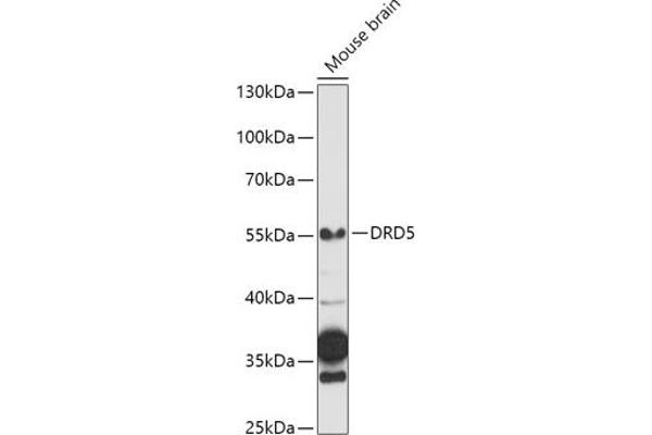 DRD5 抗体  (AA 323-477)