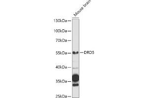 Western blot analysis of extracts of Mouse brain, using DRD5 antibody (ABIN3022432, ABIN3022433, ABIN3022434 and ABIN6218817) at 1:1000 dilution. (DRD5 抗体  (AA 323-477))