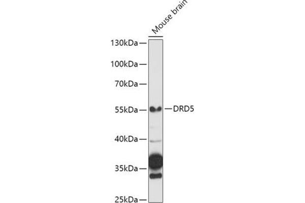 DRD5 antibody  (AA 323-477)