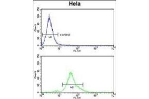 ACP1 Antibody (N-term) (ABIN653360 and ABIN2842836) flow cytometry analysis of Hela cells (bottom histogram) compared to a negative control cell (top histogram). (ACP1 抗体  (N-Term))