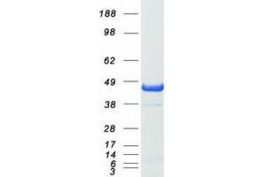 Western Blotting (WB) image for PRKC, Apoptosis, WT1, Regulator (PAWR) protein (Myc-DYKDDDDK Tag) (ABIN2728222)