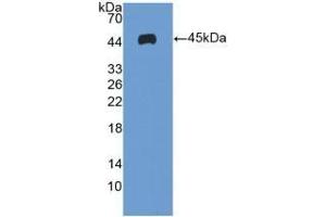 Detection of Recombinant ICAM1, Human using Polyclonal Antibody to Intercellular Adhesion Molecule 1 (ICAM1) (ICAM1 抗体  (AA 41-464))