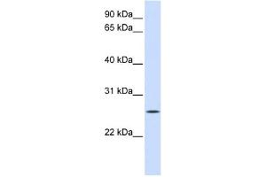 UNC50 antibody used at 1 ug/ml to detect target protein.